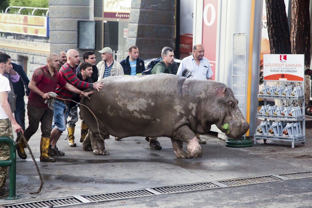 Gente ayuda a un hipopótamo a escapar de un zoo inundado en Tibilisi, Georgia, el domingo 14 de junio de 2015. Tigres, leones, un hipopótamo y otros animales escaparon del zoológico de la capital de Georgia después de que las intensas lluvias destruyeran sus recintos.  (AP Foto/Tinatin Kiguradze)