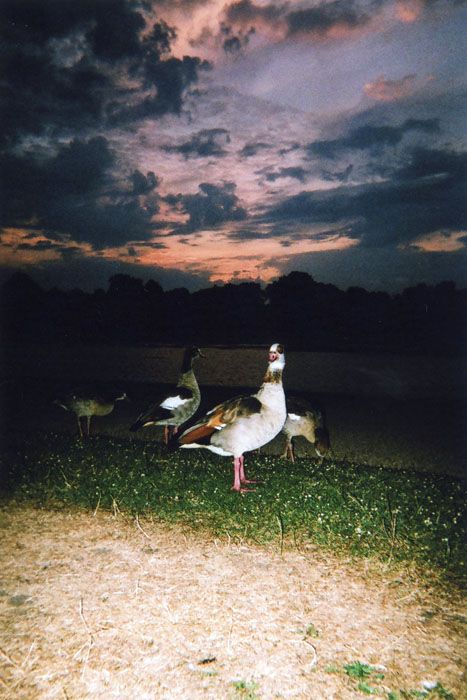 Royal Geese Sunset, Kensington Gardens, de Maciek Walorski.