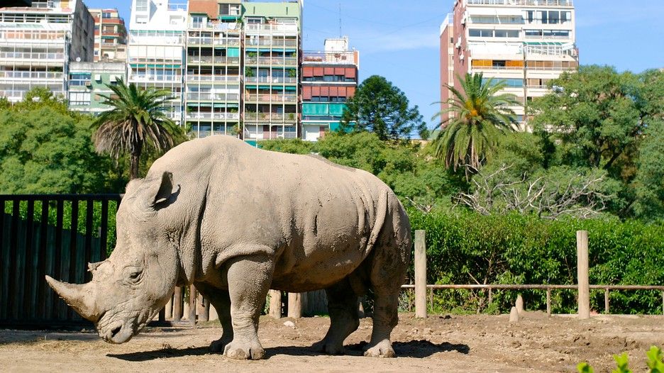Cierran Zoológico de Buenos Aires luego de 141 años de servicio - Buenos-Aires-Zoo-36767