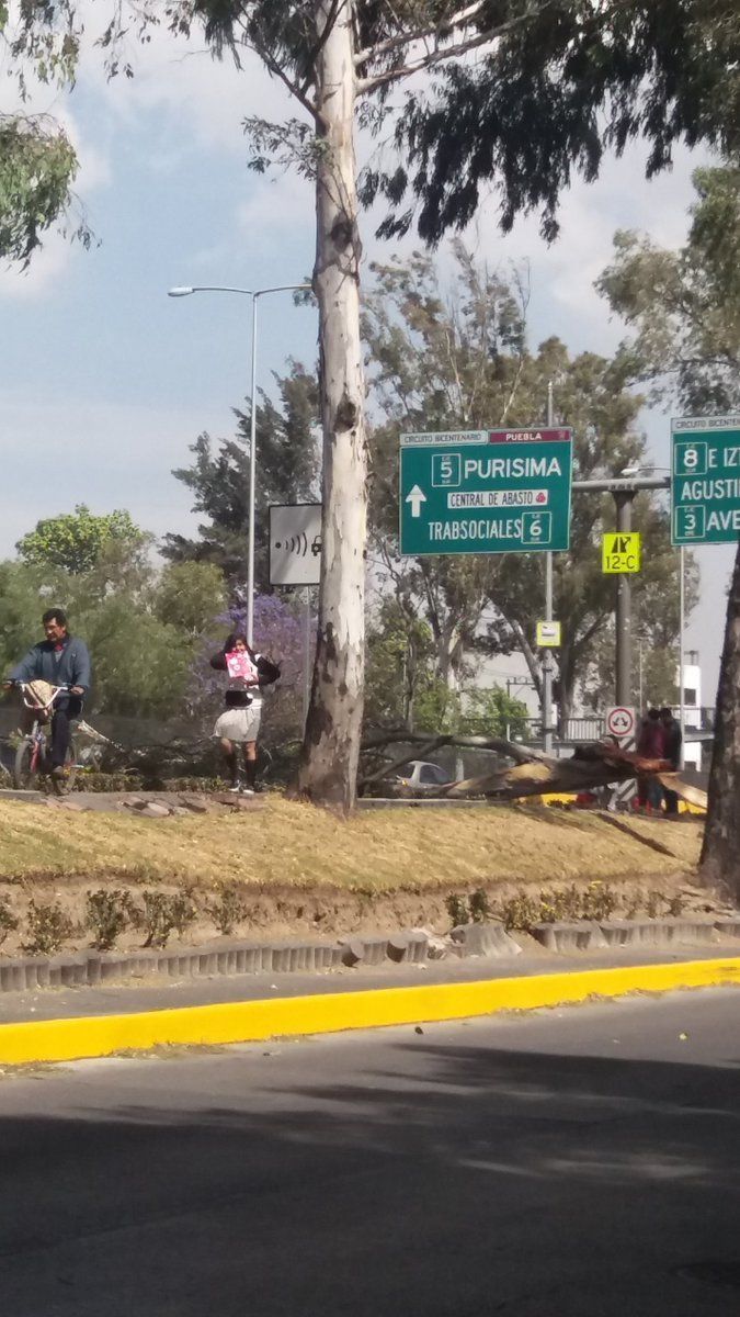 Ráfagas de viento derriban árboles en la Ciudad de México - arbol1