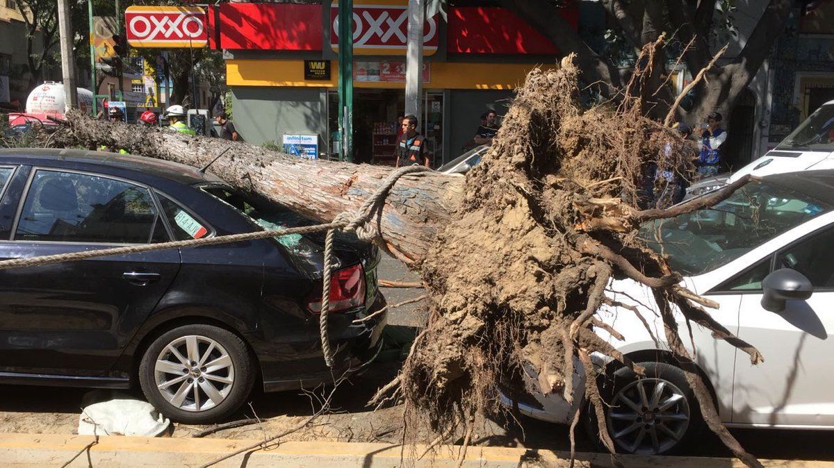 Ráfagas de viento derriban árboles en la Ciudad de México - arbol3