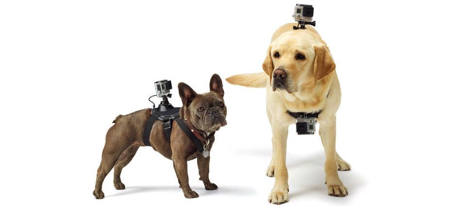Lanza GoPro cámara para perros Lanza GoPro cámara para perros