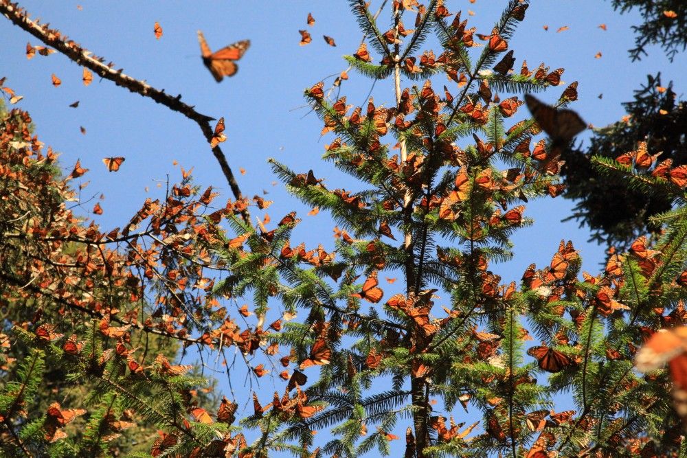 México en espera de las mariposas monarca