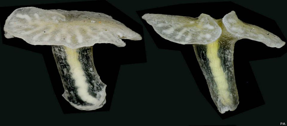 Científicos no consiguen clasificar a ser vivo marino Científicos no consiguen clasificar a ser vivo marino