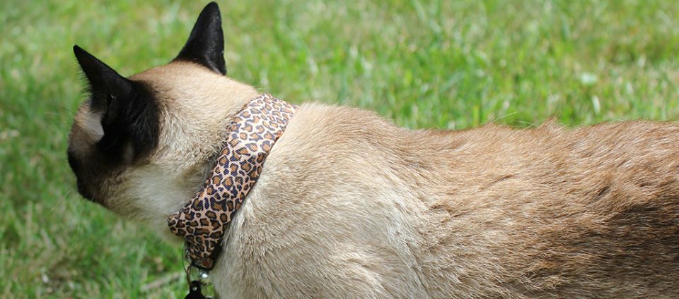 Inventan collar para gato que espía Wi-Fi Inventan collar para gato que espía Wi-Fi