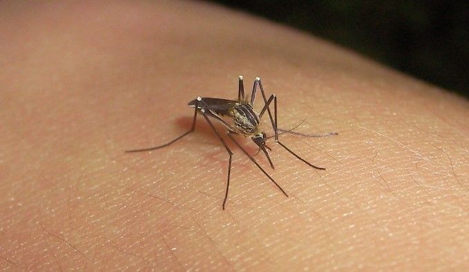 Refuerzan a BCS contra dengue y otras enfermedades Refuerzan a BCS contra dengue y otras enfermedades