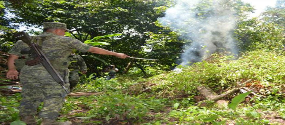 Hallan plantas de coca en Chiapas