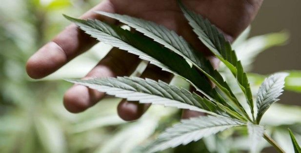 Avala 55% de tapatíos uso medicinal de la mariguana Avala 55% de tapatíos uso medicinal de la mariguana