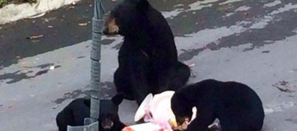 Captan a familia de osos en San Pedro