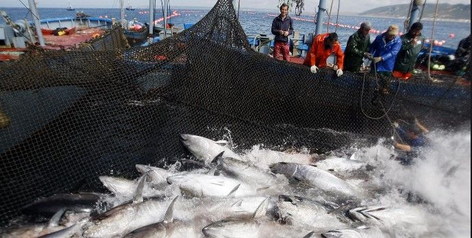 Establecen veda temporal para pesca de Atún en el Pacífico Establecen veda temporal para pesca de Atún en el Pacífico