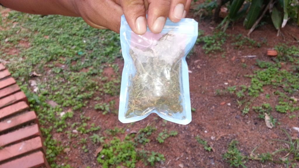 Decomisan mariguana en cruce internacional de Reynosa