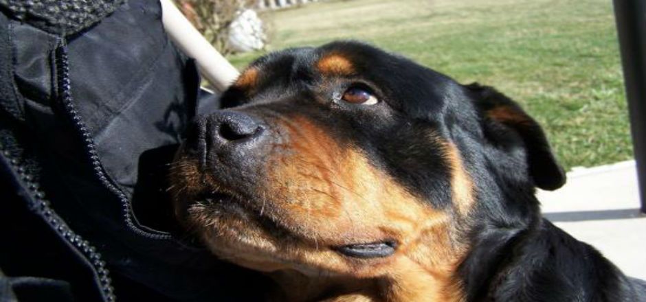 Asalto en comercio es frustrado por una perrita Asalto en comercio es frustrado por una perrita