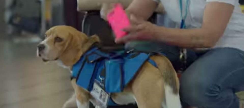 Sherlock, el nuevo empleado de KLM Sherlock, el nuevo empleado de KLM