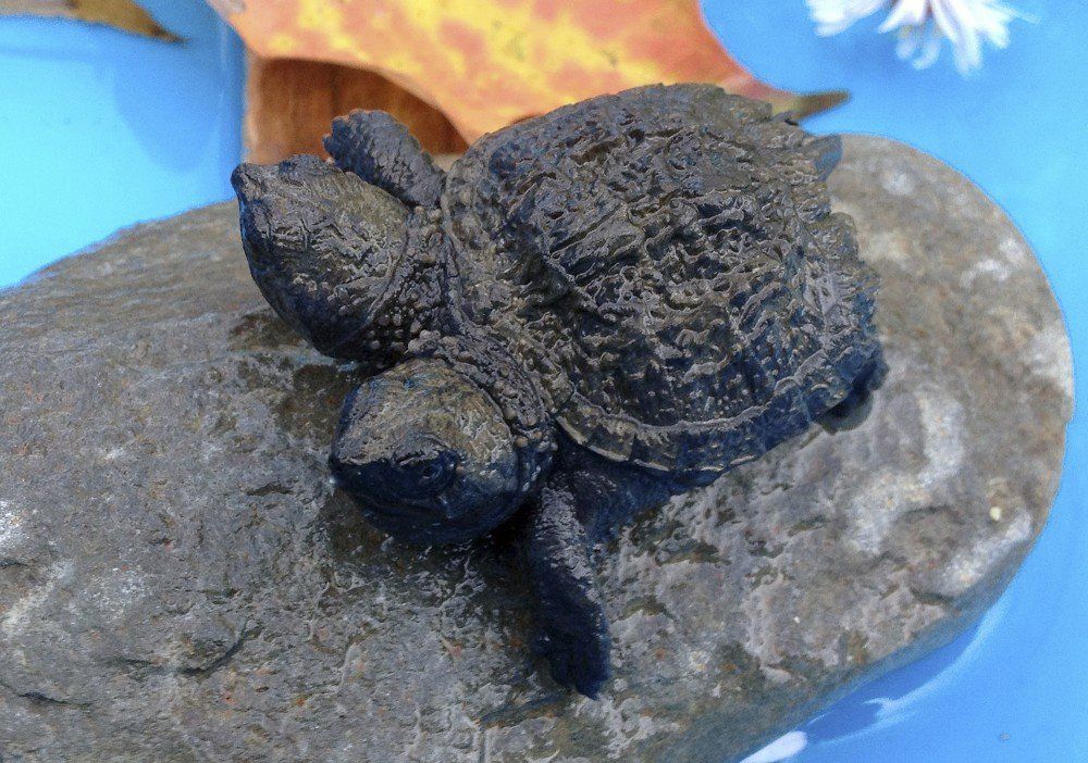 Encuentran tortuga de dos cabezas en Estados Unidos Encuentran tortuga de dos cabezas en Estados Unidos