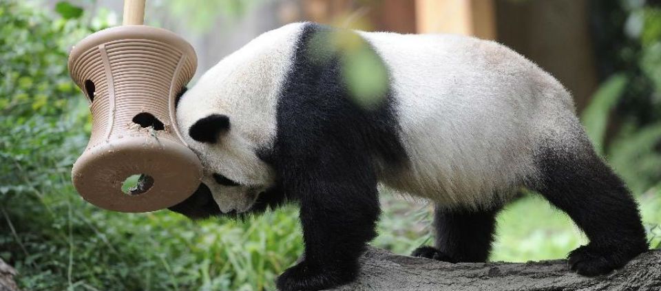 Conoce a los pandas gigantes en Estados Unidos Conoce a los pandas gigantes en Estados Unidos
