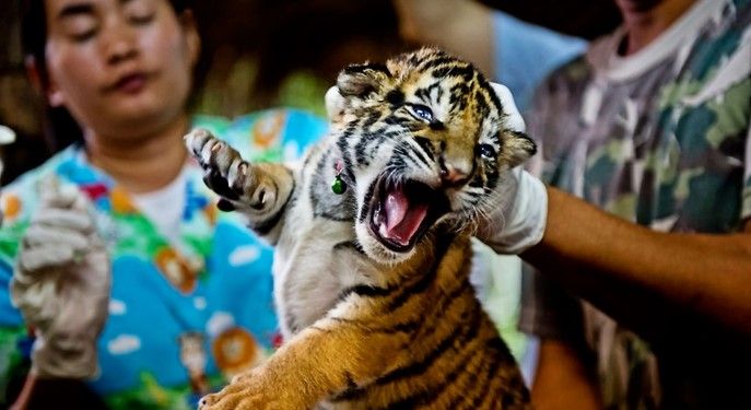 Desde aves y hasta leones se trafican en el AICM