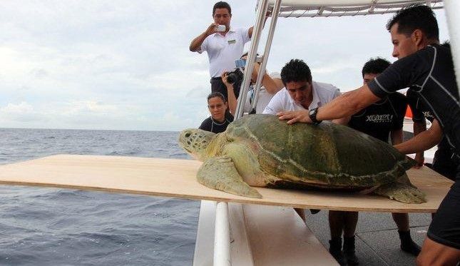 Regresan a su hábitat a tortuga de 188 kilos
