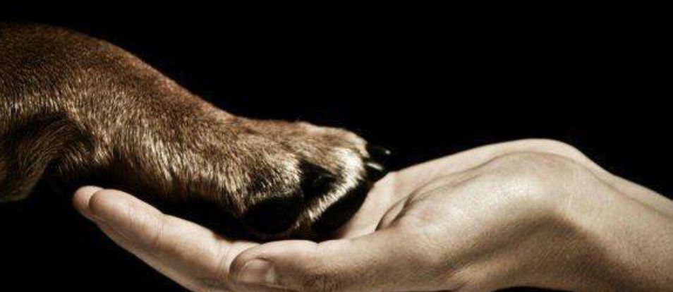 Arrestan a 11 personas por violar la Ley de Protección a los Animales