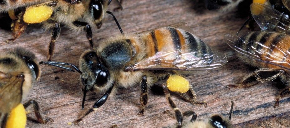 ¿Por qué las abejas africanas son asesinas?