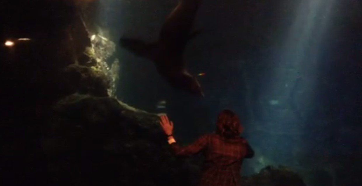 Una foca baila al ritmo de Alondra de la Parra