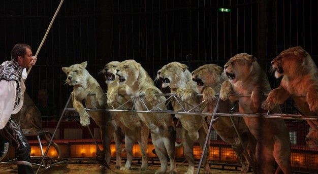 Prohiben animales en circos de Sonora Prohiben animales en circos de Sonora