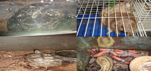 Asegura PROFEPA 13 ejemplares silvestres en Coyoacán