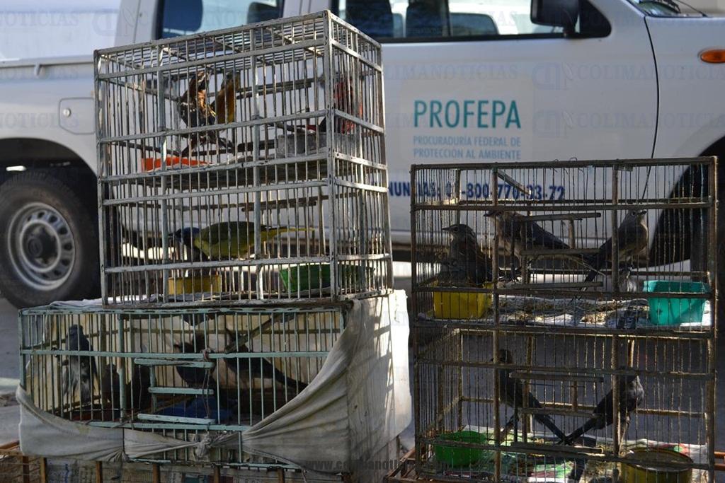 Decomisa PROFEPA animales en riesgo en tianguis Decomisa PROFEPA animales en riesgo en tianguis