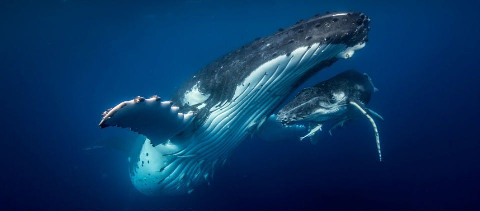 Fotografían ballenas desde el aire y bajo el mar