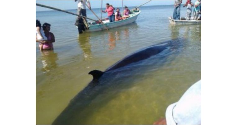 Salvan ballena de seis metros en Campeche Salvan ballena de seis metros en Campeche