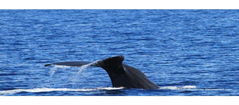 Inusual avistamiento de cachalotes en California Inusual avistamiento de cachalotes en California