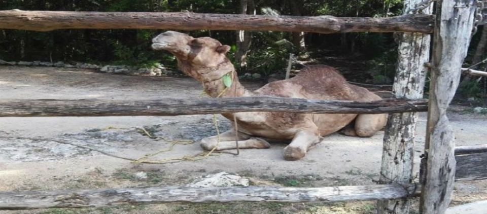 La Profepa asegura 25 animales en Tulum, entre ellos un camello