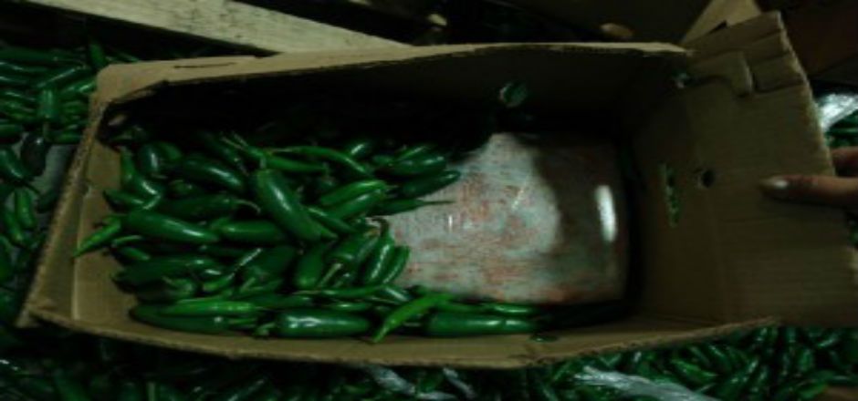 Decomisan 587 kilos de mariguana oculta en cargamento de chiles
