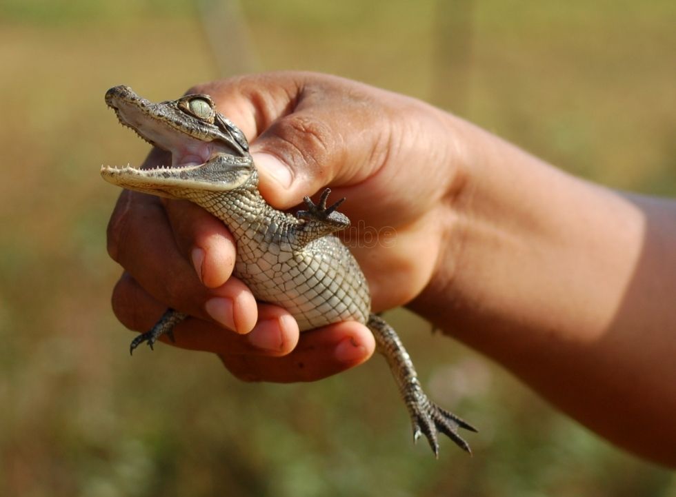 Asegura PROFEPA crías de cocodrilo en Yucatán