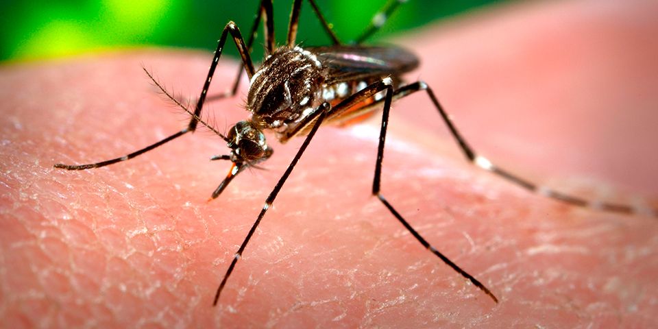 Registran 103 nuevos casos de dengue en Jalisco