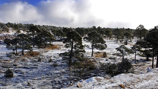 Reporta Durango heladas y temperatura de 1º C