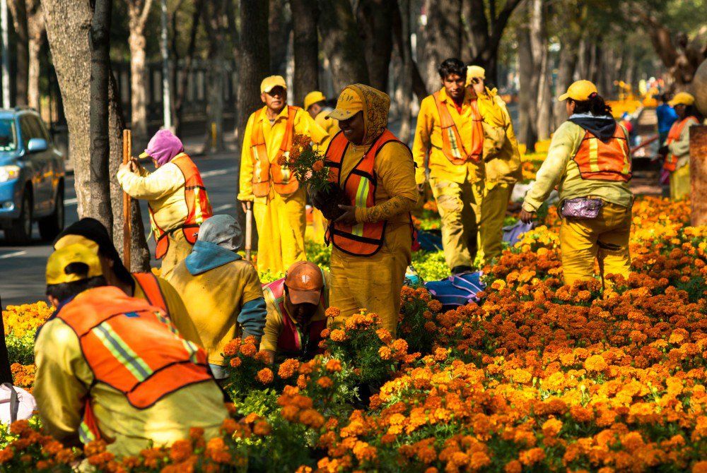 El Paseo de la Reforma se viste con flores de Día de Muertos
