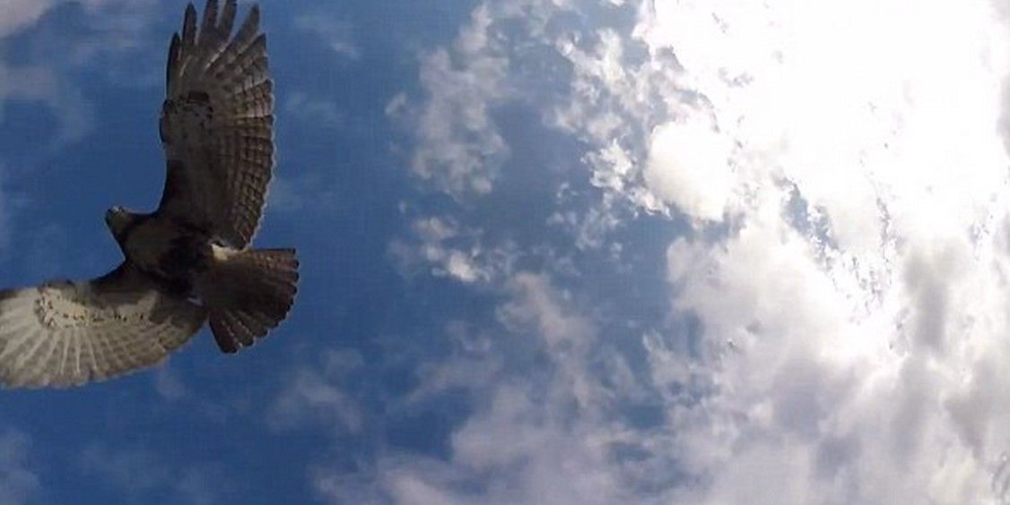 Halcón derriba un drone Halcón derriba un drone