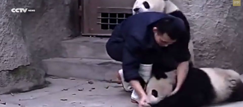 Pandas se niegan a tomar su medicina