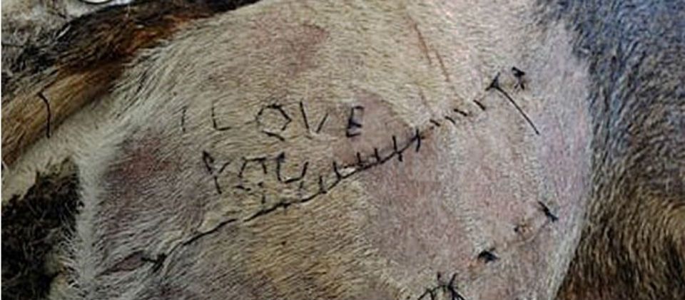 Estudiante cose “Te Amo” en un perro vivo