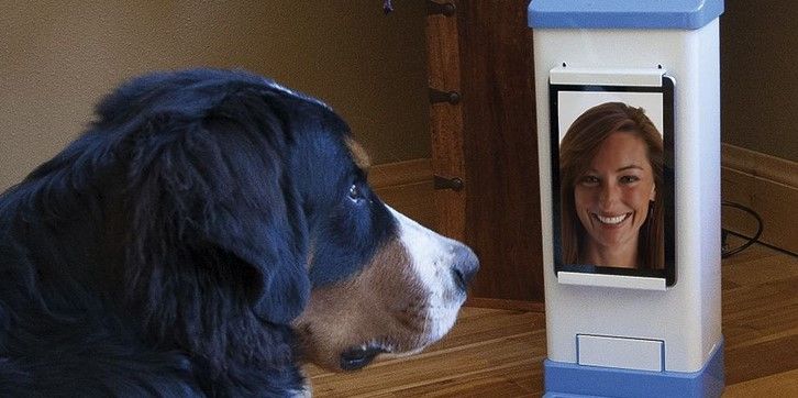 Inventa adolescente video chat para mascotas Inventa adolescente video chat para mascotas