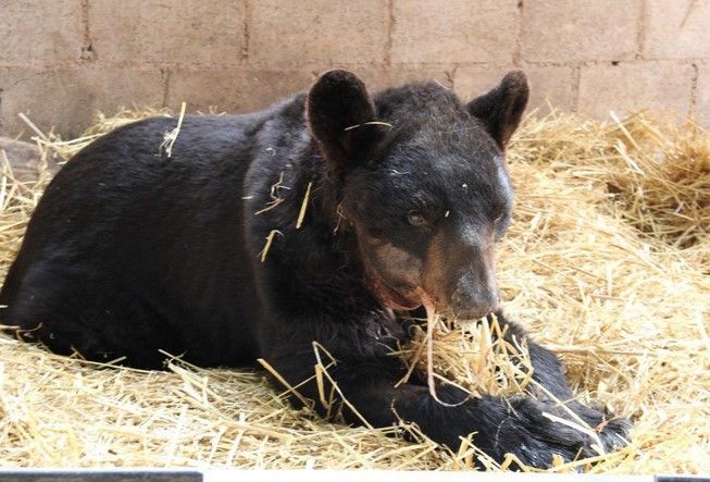 Fallece oso “Invictus” rescatado de circo yucateco Fallece oso “Invictus” rescatado de circo yucateco