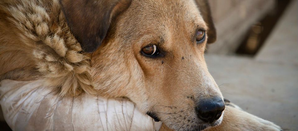 Darán hasta 4 años de cárcel por maltrato animal en el DF Darán hasta 4 años de cárcel por maltrato animal en el DF