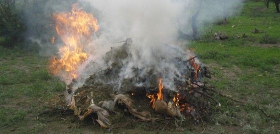 PGR incineró 12 toneladas de mariguana