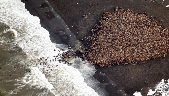 Varadas 35 mil morsas en Alaska Varadas 35 mil morsas en Alaska