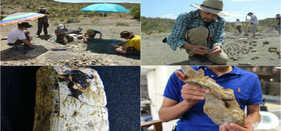 Paleontólogos encuentran gran cementerio de dinosaurios en Coahuila Paleontólogos encuentran gran cementerio de dinosaurios en Coahuila