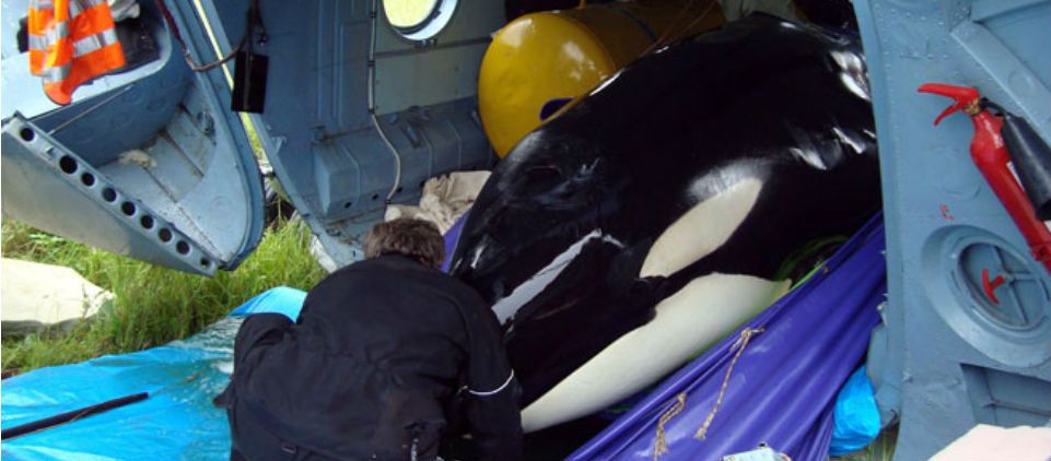 Orcas confinadas en Rusia han llorado por meses