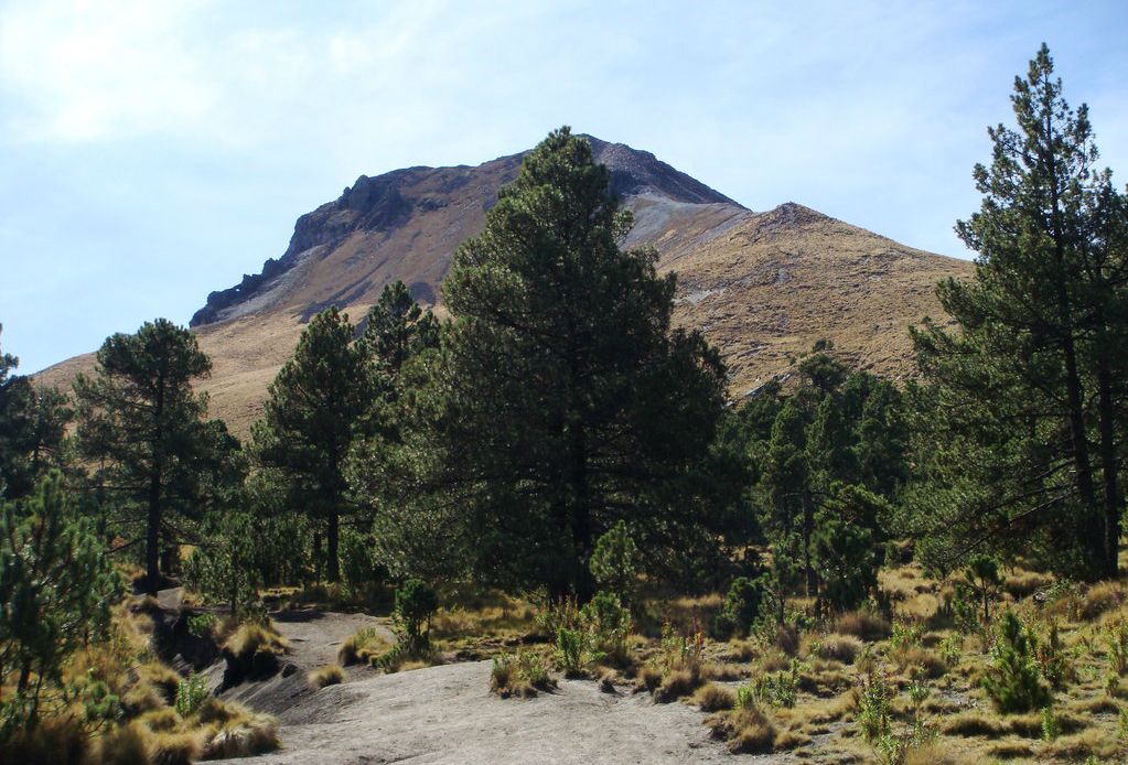 Captura PROFEPA a sujeto por tala clandestina en Parque La Malinche