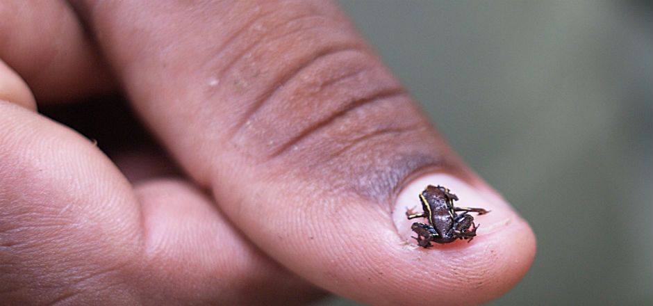 Conozca los animales más pequeños del mundo Conozca los animales más pequeños del mundo