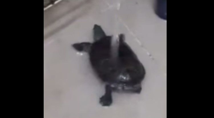 Tortuga bailarina toma un baño