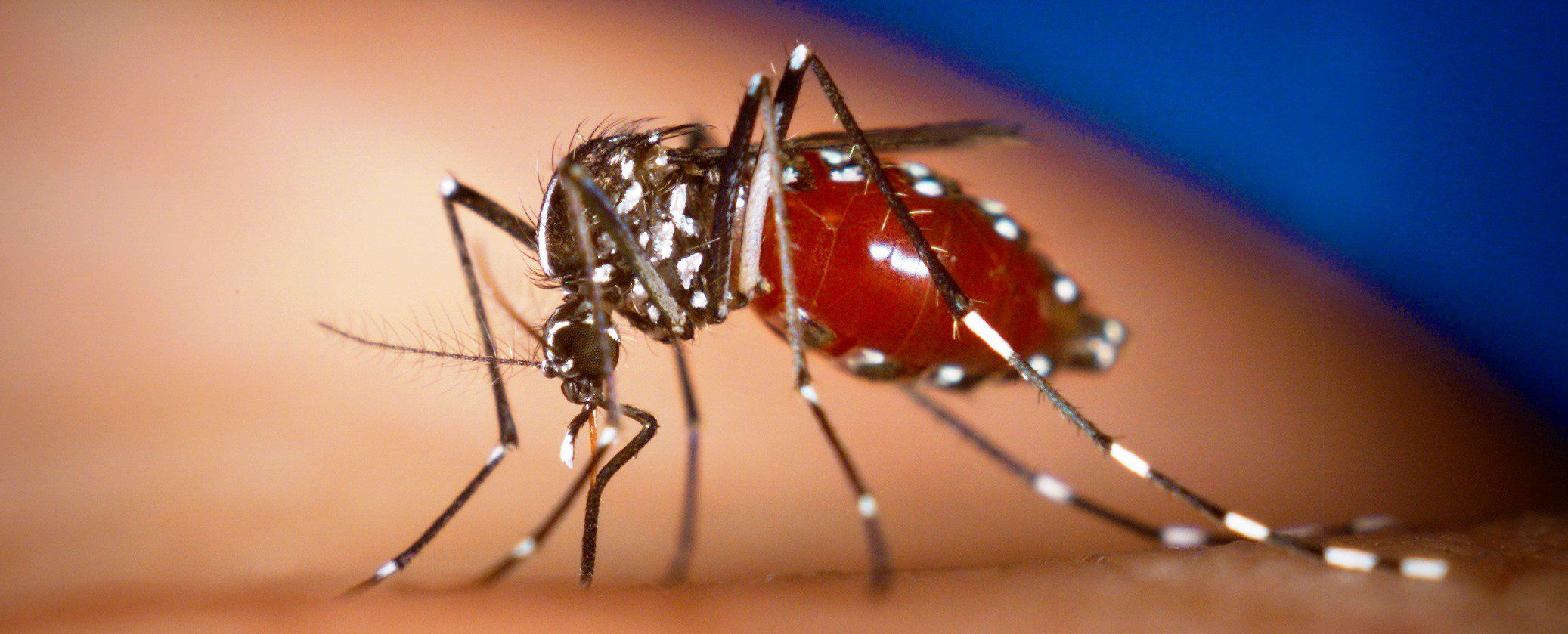 Reportan probable caso de chikungunya en Costa Rica Reportan probable caso de chikungunya en Costa Rica